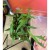 anthurium vittarifolium (4).jpg