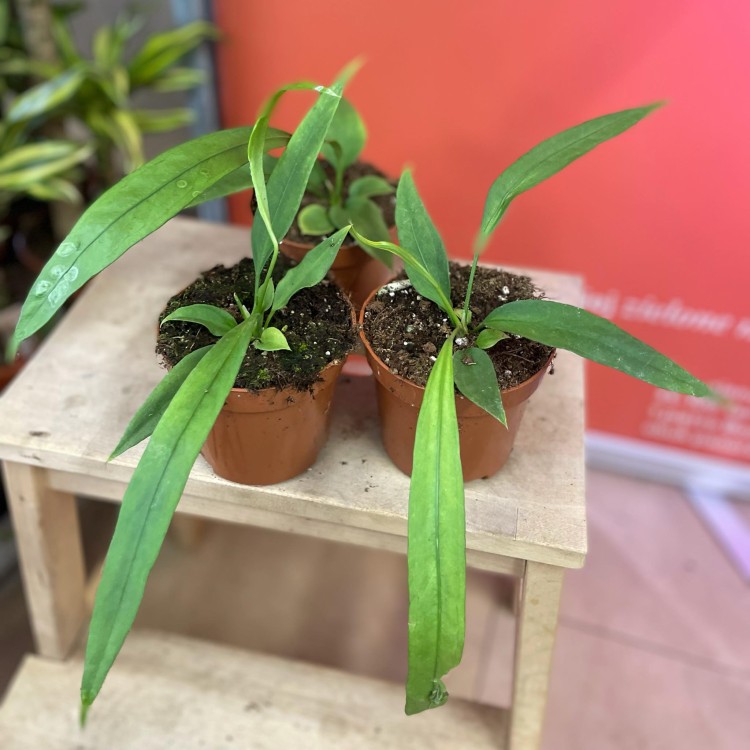anthurium vittarifolium (5).jpg