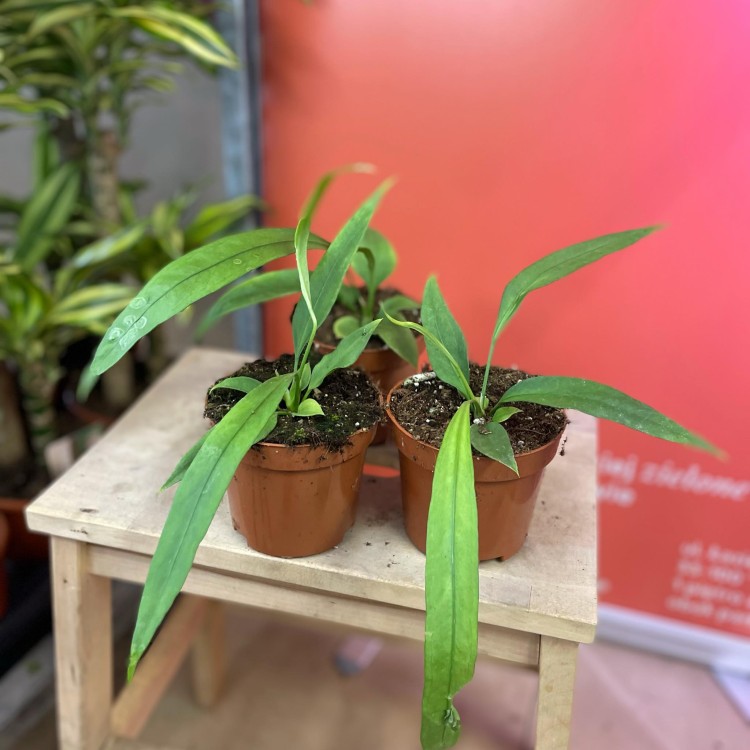 anthurium vittarifolium (6).jpg