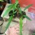 anthurium vittarifolium (7).jpg