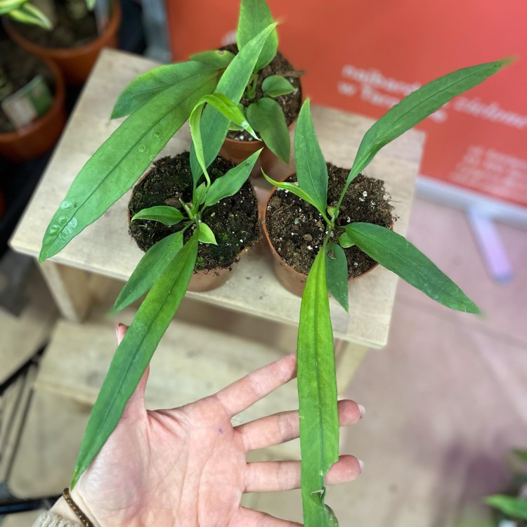 anthurium vittarifolium (7).jpg