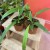 anthurium vittarifolium (8).jpg