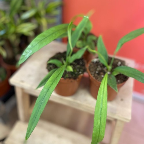 anthurium vittarifolium (1).jpg