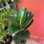 fikus  ficus elastica 'robusta' (2).jpg