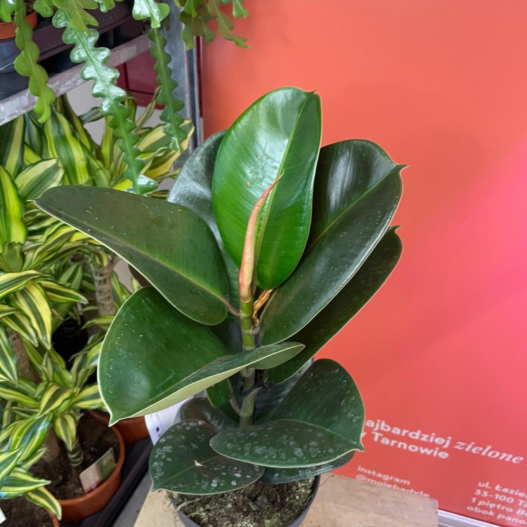 fikus  ficus elastica 'robusta' (2).jpg