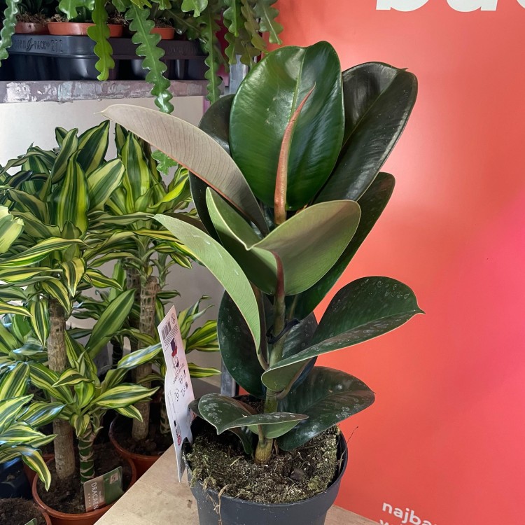 fikus  ficus elastica 'robusta' (3).jpg