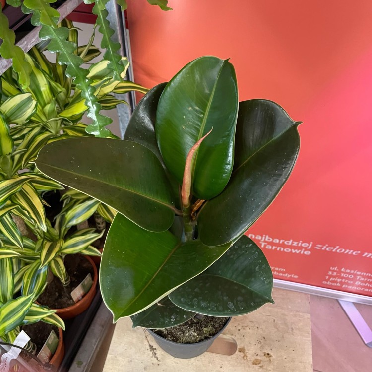 fikus  ficus elastica 'robusta' (5).jpg