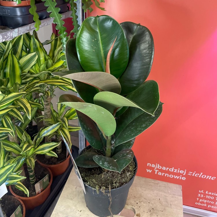 fikus  ficus elastica 'robusta' (1).jpg