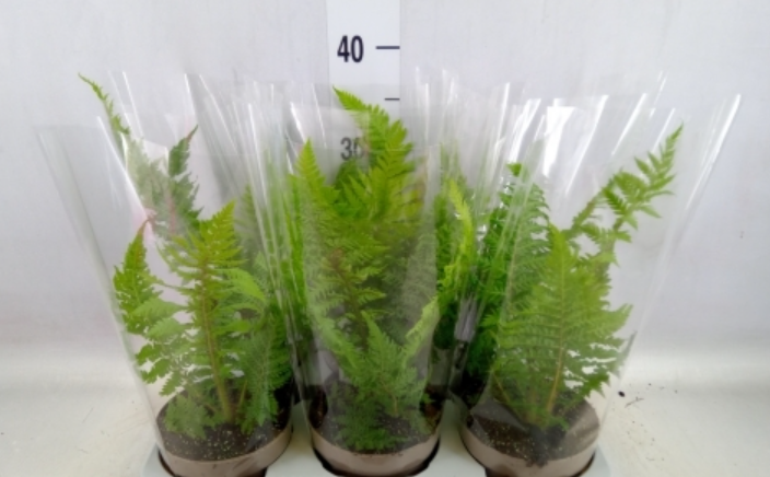 Zrzut ekranu 2024-01-21 190224.png