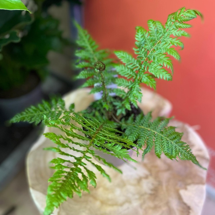 Cyathea australis australijska paproć drzewiasta (1).jpg