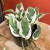 epipremnum aureum 'NJoy (2).jpg
