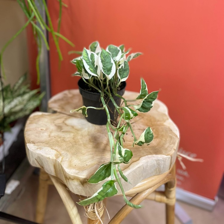 epipremnum aureum 'NJoy (3).jpg