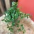 fikus pnący ficus pumila 'White Sunny' (4).jpg