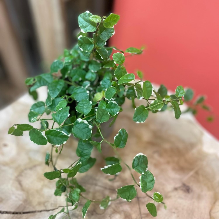 fikus pnący ficus pumila 'White Sunny' (4).jpg