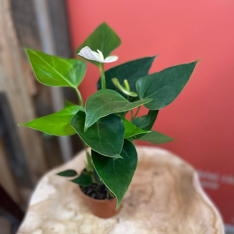 Anthurium andr. 'Elido' (2).jpg