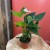 Anthurium andr. 'Elido' (3).jpg