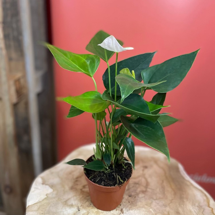 Anthurium andr. 'Elido' (3).jpg