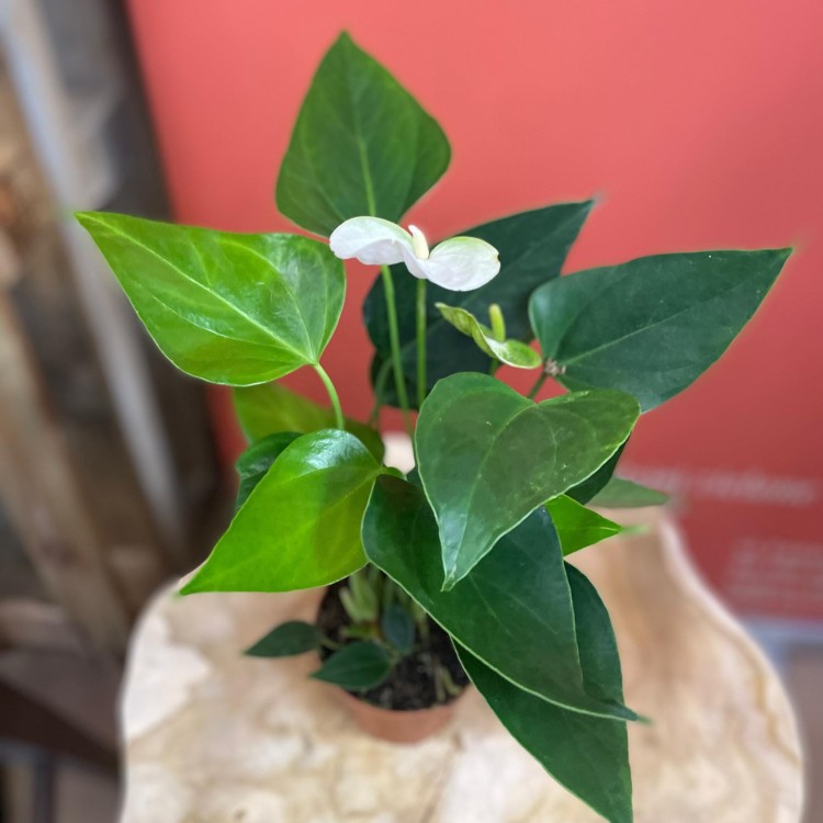 Anthurium andr. 'Elido' (4).jpg