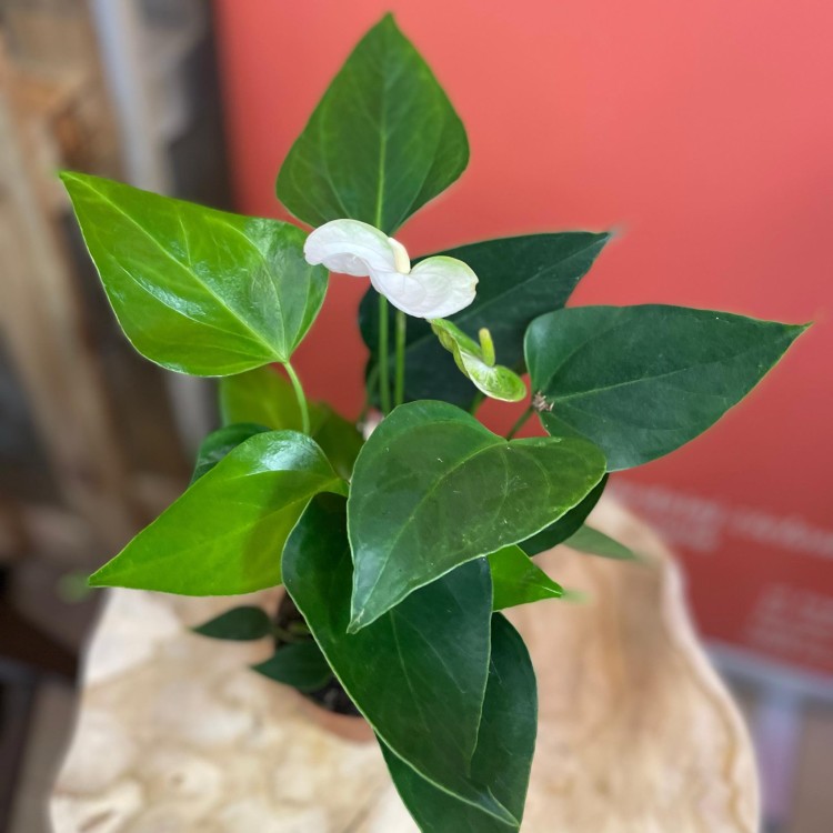 Anthurium andr. 'Elido' (5).jpg