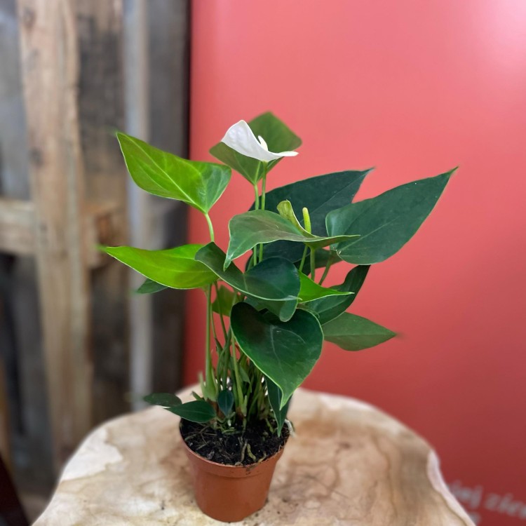 Anthurium andr. 'Elido' (6).jpg