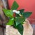 Anthurium andr. 'Elido' (1).jpg