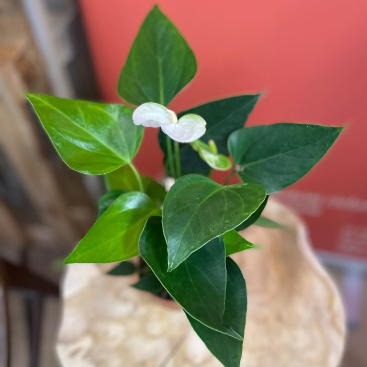 Anthurium andr. 'Elido' (1).jpg
