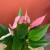 anthurium 'Lilli'  (2).jpg