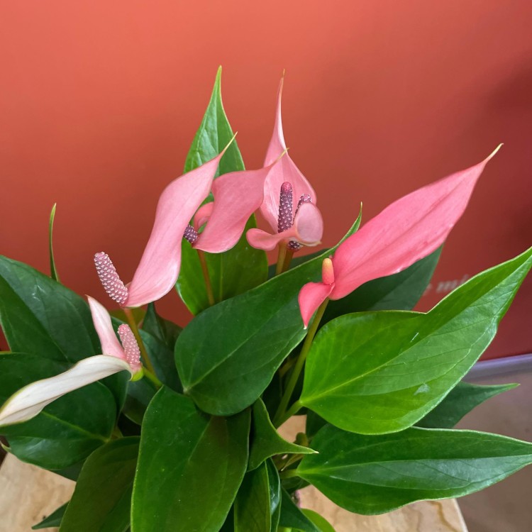 anthurium 'Lilli'  (2).jpg