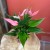 anthurium 'Lilli'  (3).jpg