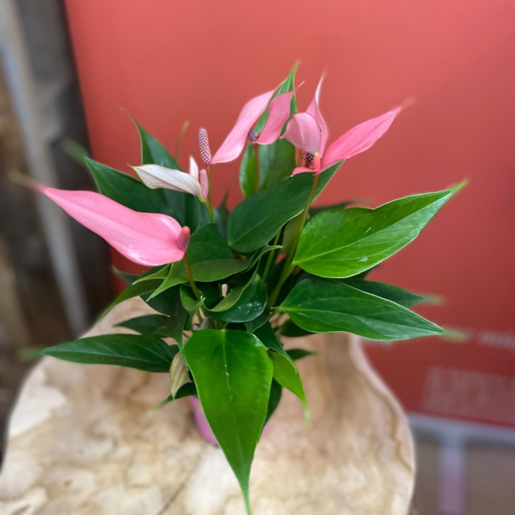 anthurium 'Lilli'  (3).jpg