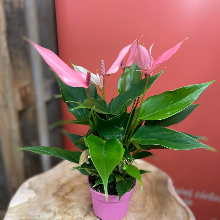 anthurium 'Lilli'  (4).jpg