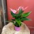 anthurium 'Lilli'  (5).jpg