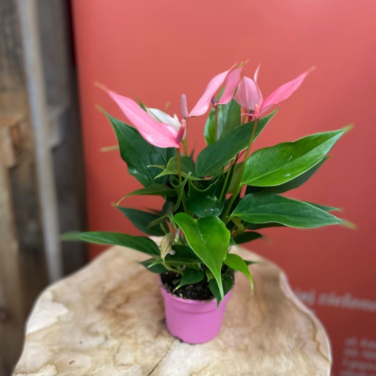 anthurium 'Lilli'  (5).jpg