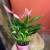 anthurium 'Lilli'  (6).jpg