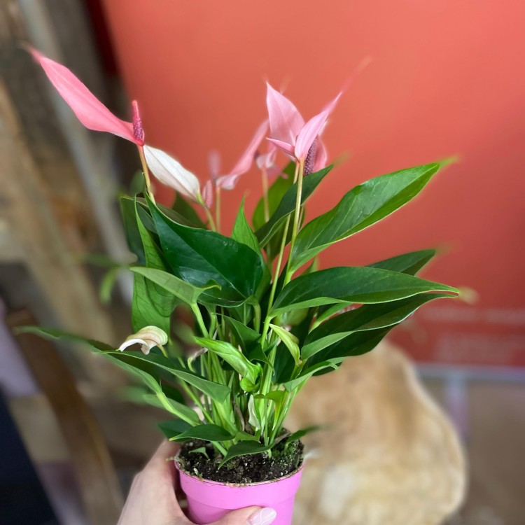 anthurium 'Lilli'  (6).jpg