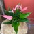 anthurium 'Lilli'  (1).jpg