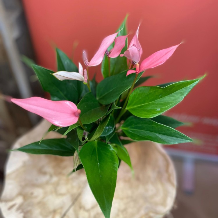 anthurium 'Lilli'  (1).jpg