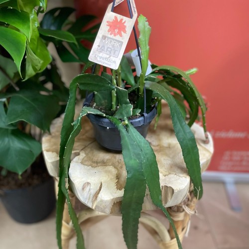 Epiphyllum ackermanii 'Red Tip' CZERWONE KWIATY