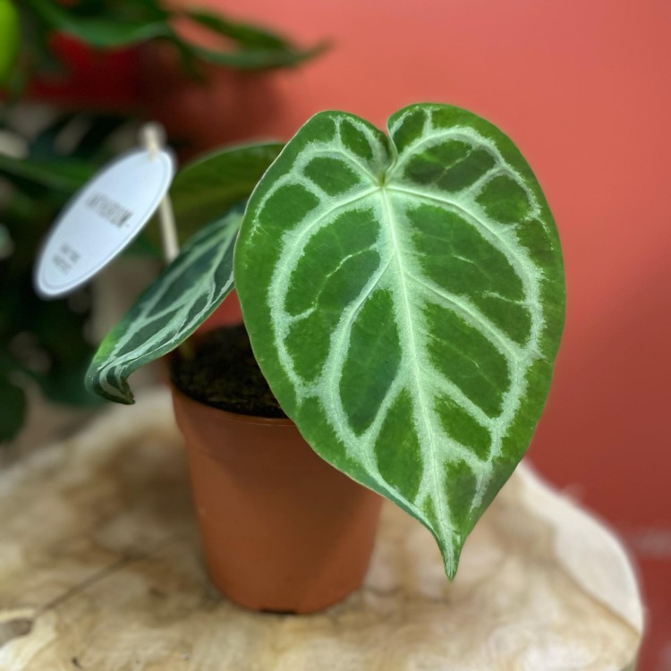 anthurium silver blush  (1).jpg
