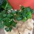 szczawik zielony papilion oxalis triangularis (1).jpg