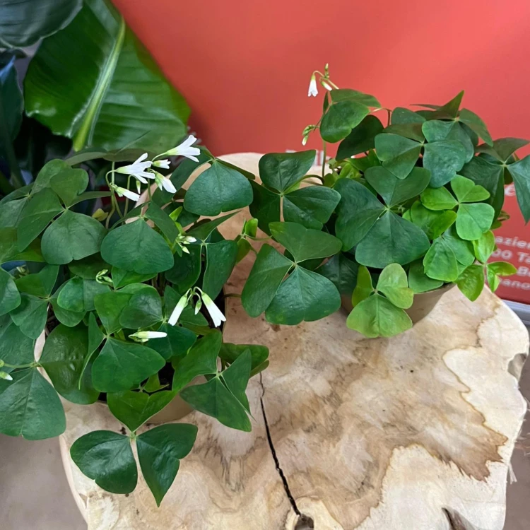 szczawik zielony papilion oxalis triangularis (1).jpg