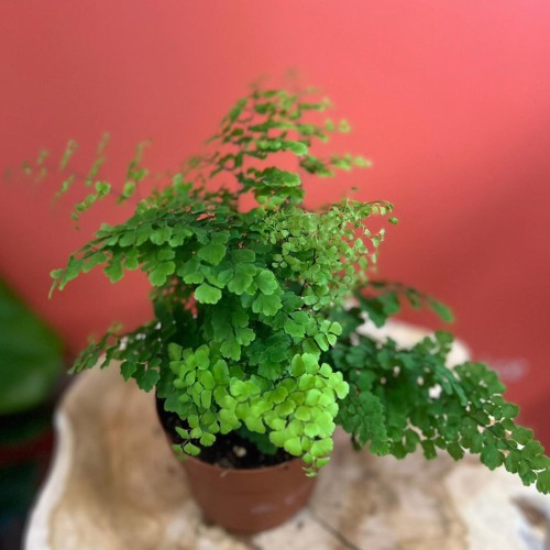 Adiantum raddi. Fritz-Luthi Paproć  DØ 12cm (2).jpg