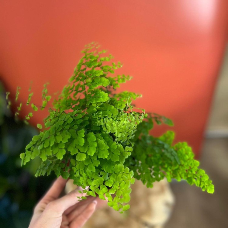 Adiantum raddi. Fritz-Luthi Paproć  DØ 12cm (3).jpg