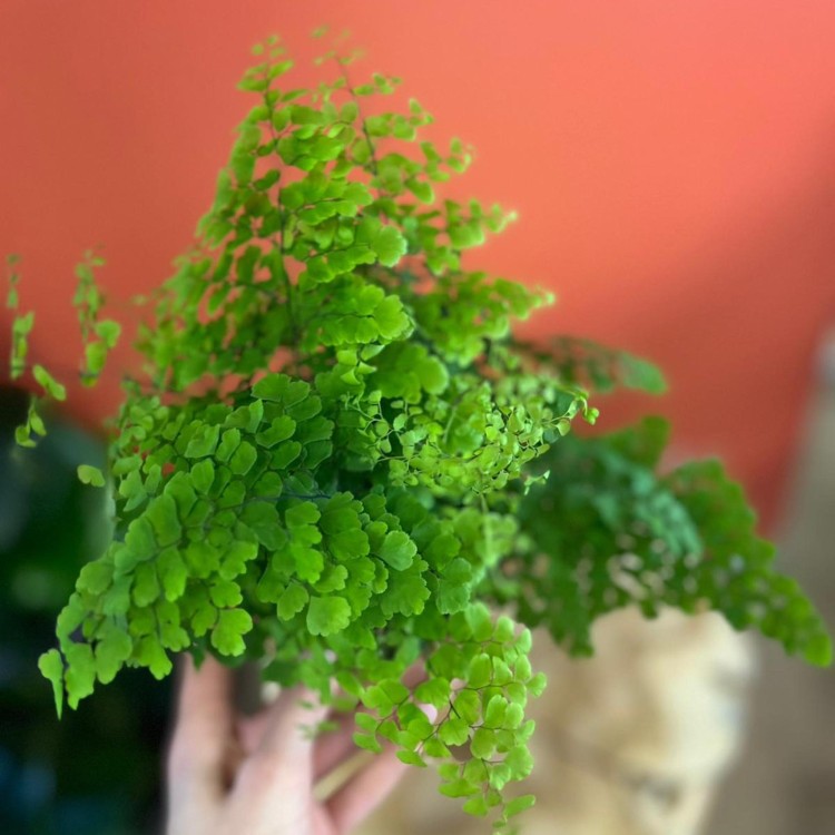 Adiantum raddi. Fritz-Luthi Paproć  DØ 12cm (4).jpg