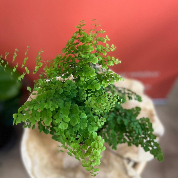Adiantum raddi. Fritz-Luthi Paproć  DØ 12cm (1).jpg