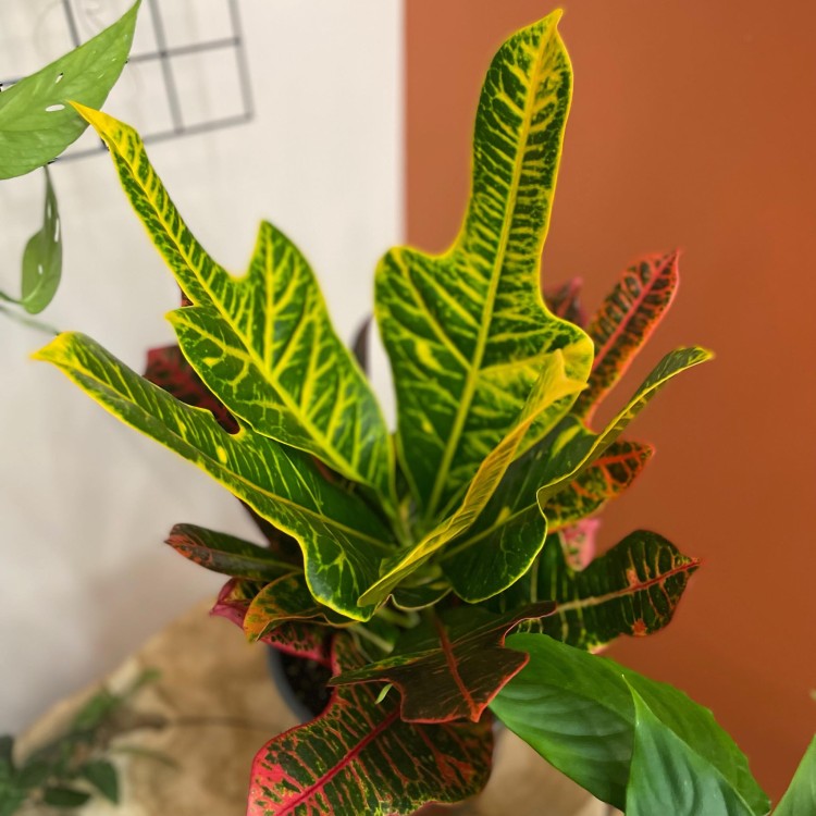 kroton codiaeum excellent  (3).jpg