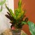kroton codiaeum excellent  (1).jpg