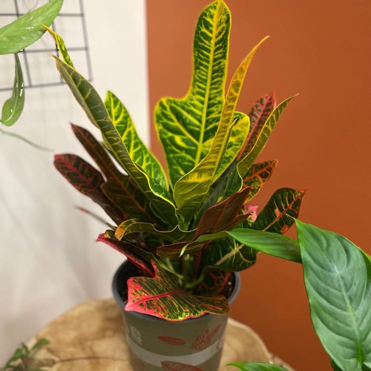 kroton codiaeum excellent  (1).jpg