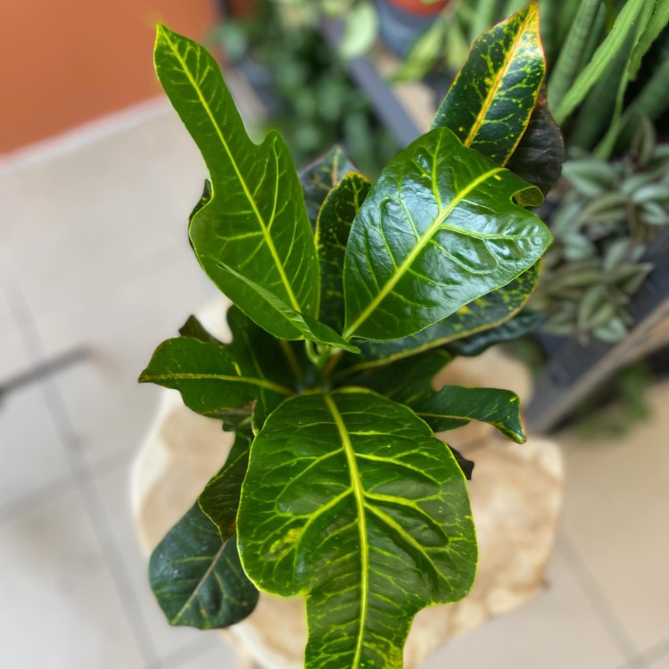 kroton codiaeum excellent DØ 13cm (2).jpg