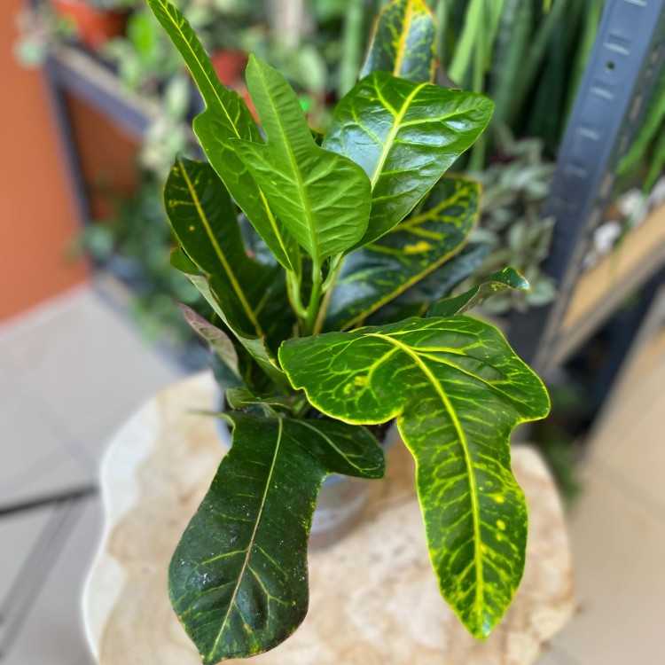 kroton codiaeum excellent DØ 13cm (3).jpg